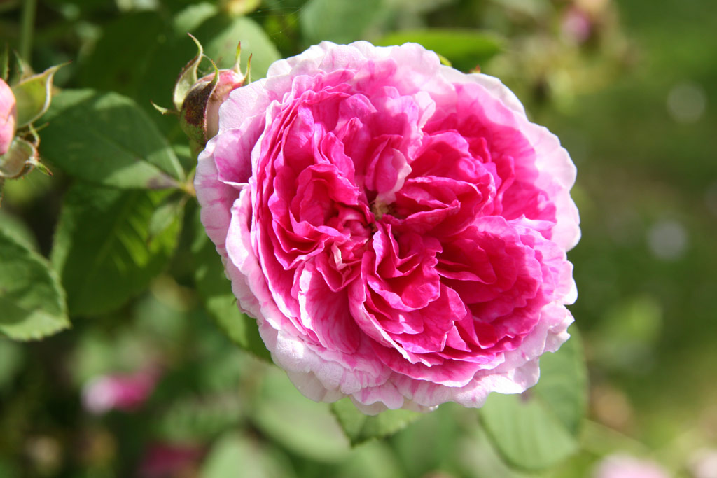 růže Geschwinds Orden