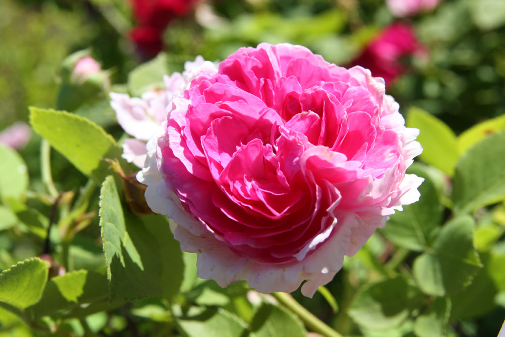 růže Geschwinds Orden