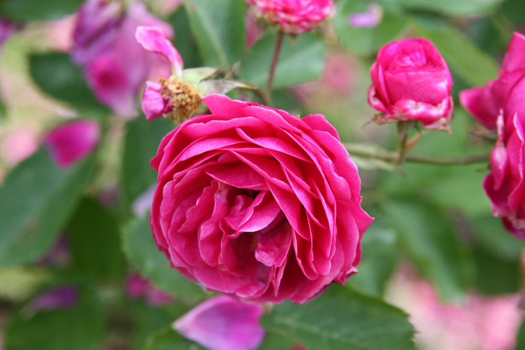 růže Geschwinds Schnste (Chotobus)