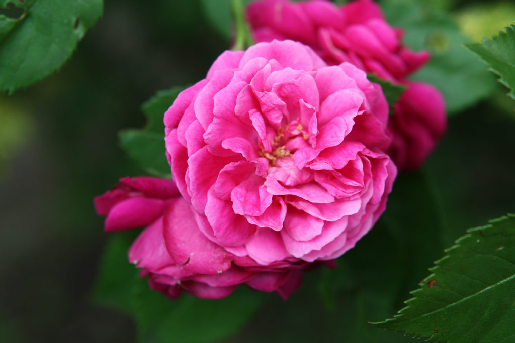 růže Geschwinds Schnste (Chotobus)