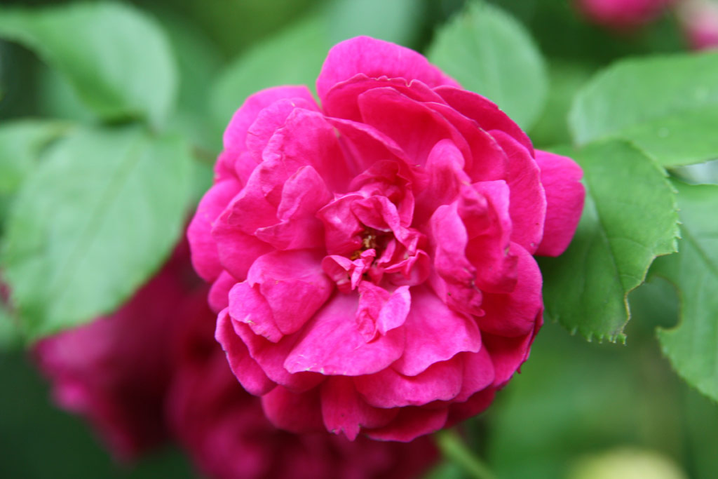 růže Geschwinds Schnste (Chotobus)