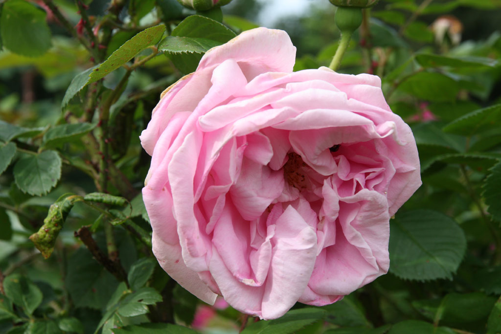 růže Geschwinds Schnste (Chotobus)