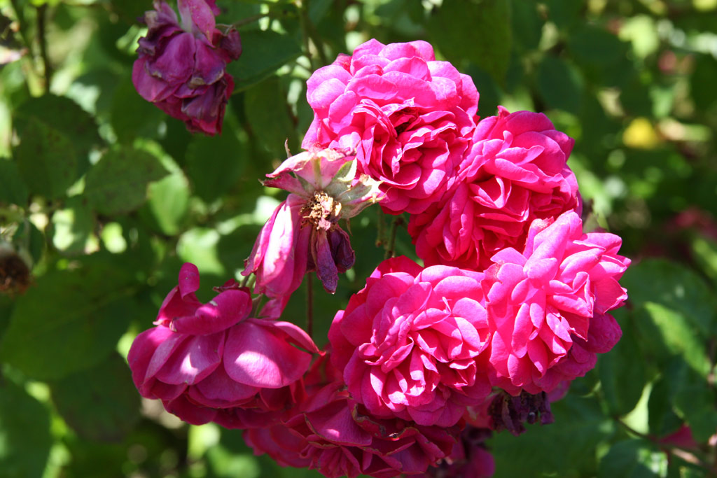 růže Geschwinds Schnste (Chotobus)