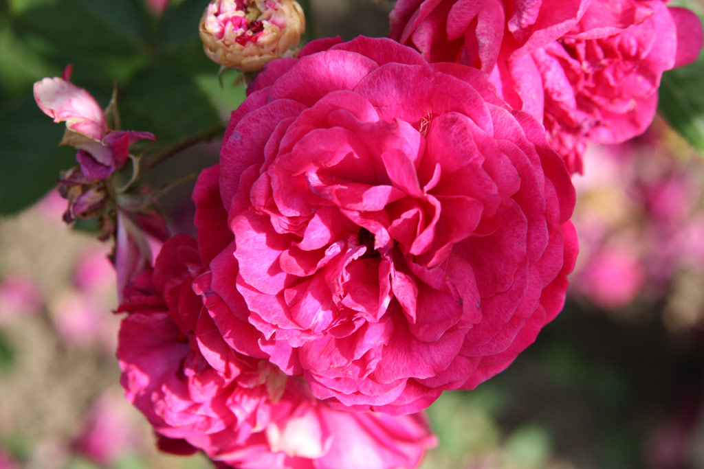 růže Geschwinds Schnste (Chotobus)