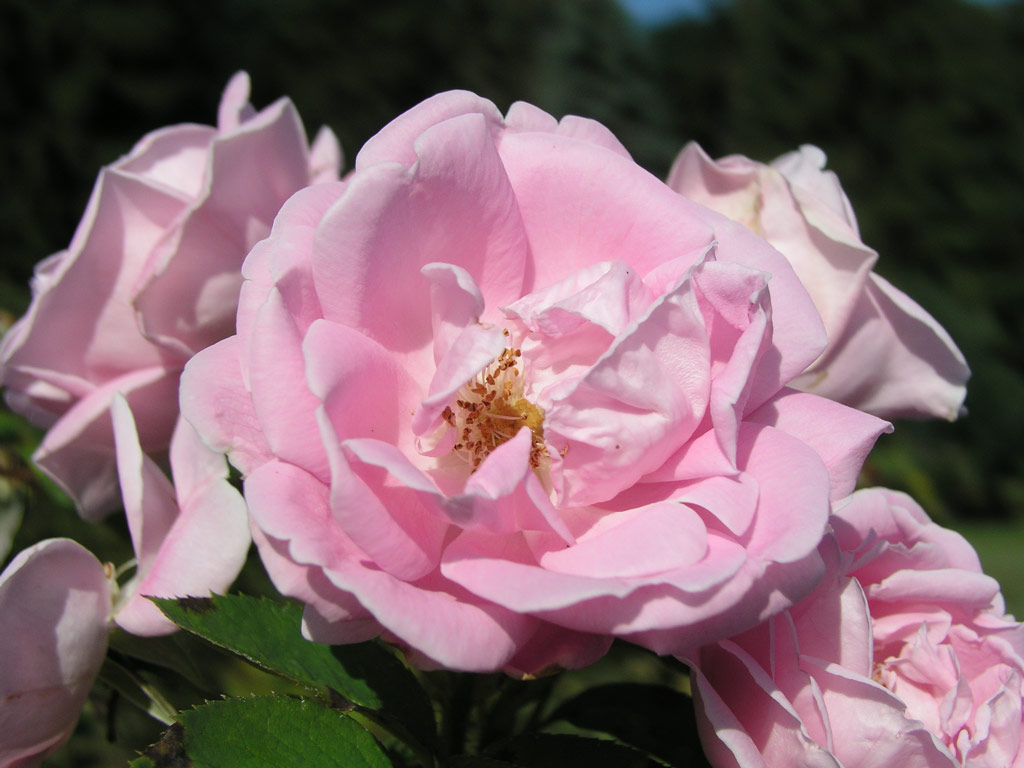 růže Geschwinds Schnste (Chotobus)