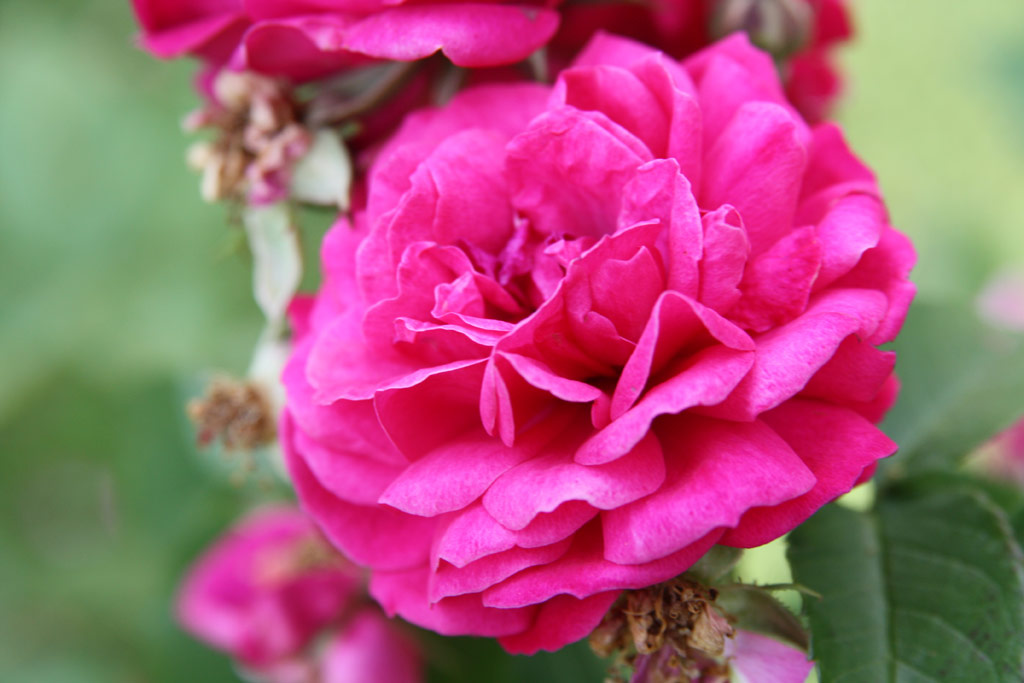 růže Geschwinds Schnste (Chotobus)