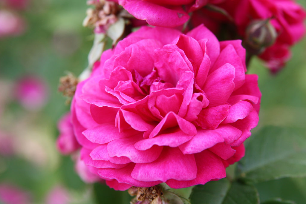 růže Geschwinds Schnste (Chotobus)