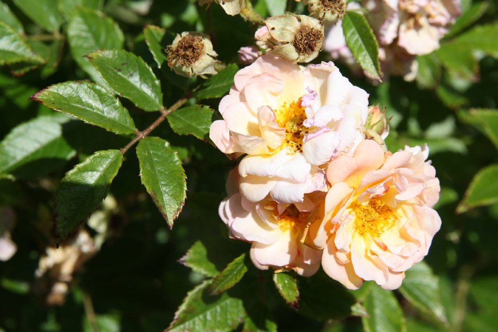 růže Ghislaine de Fligonde