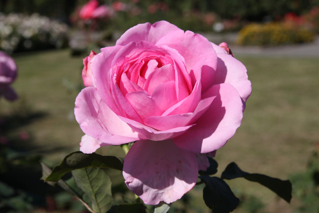 růže Ghita Renaissance