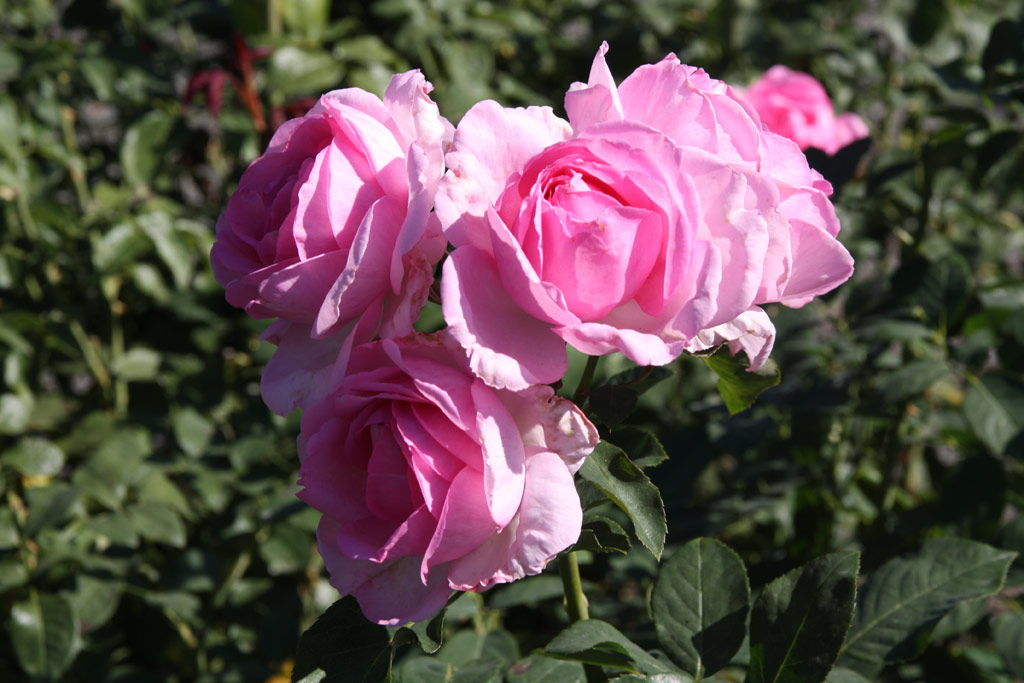 růže Ghita Renaissance