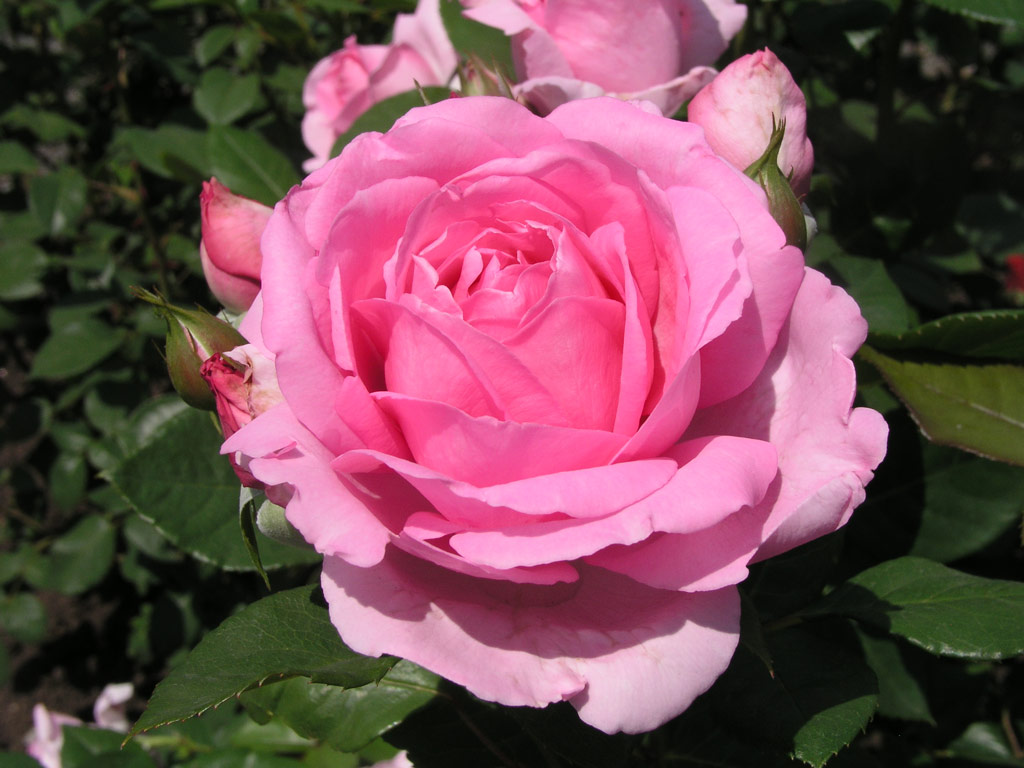 růže Ghita Renaissance