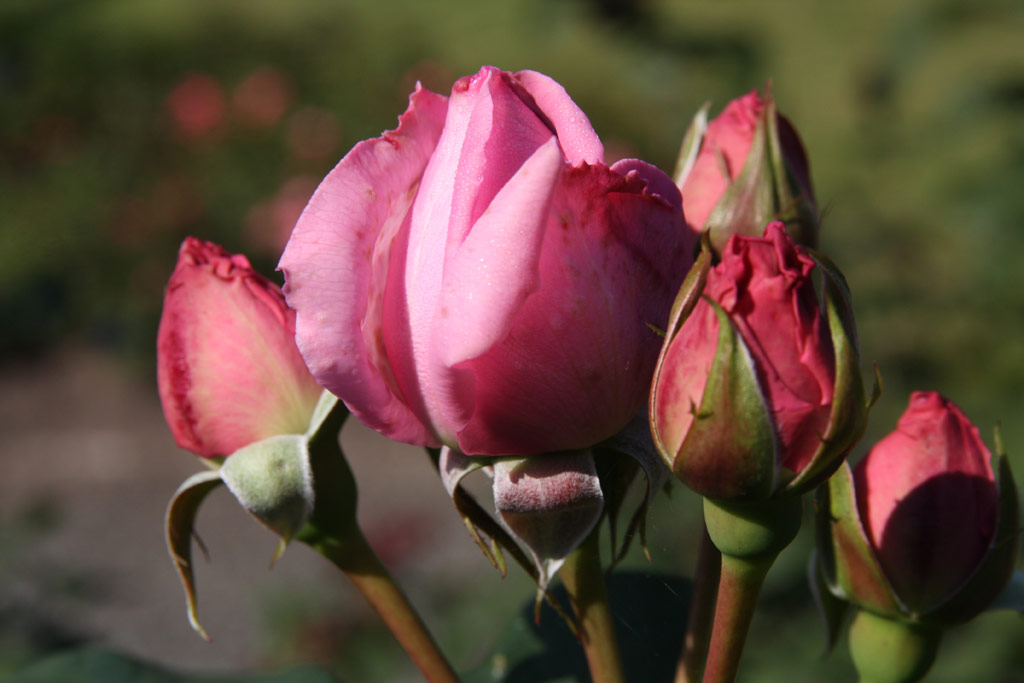 růže Ghita Renaissance