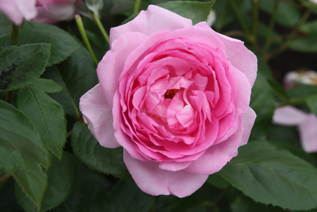 růže Ghita Renaissance