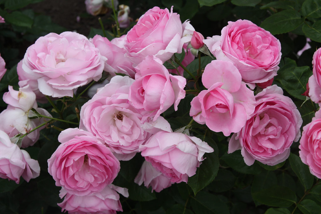 růže Ghita Renaissance