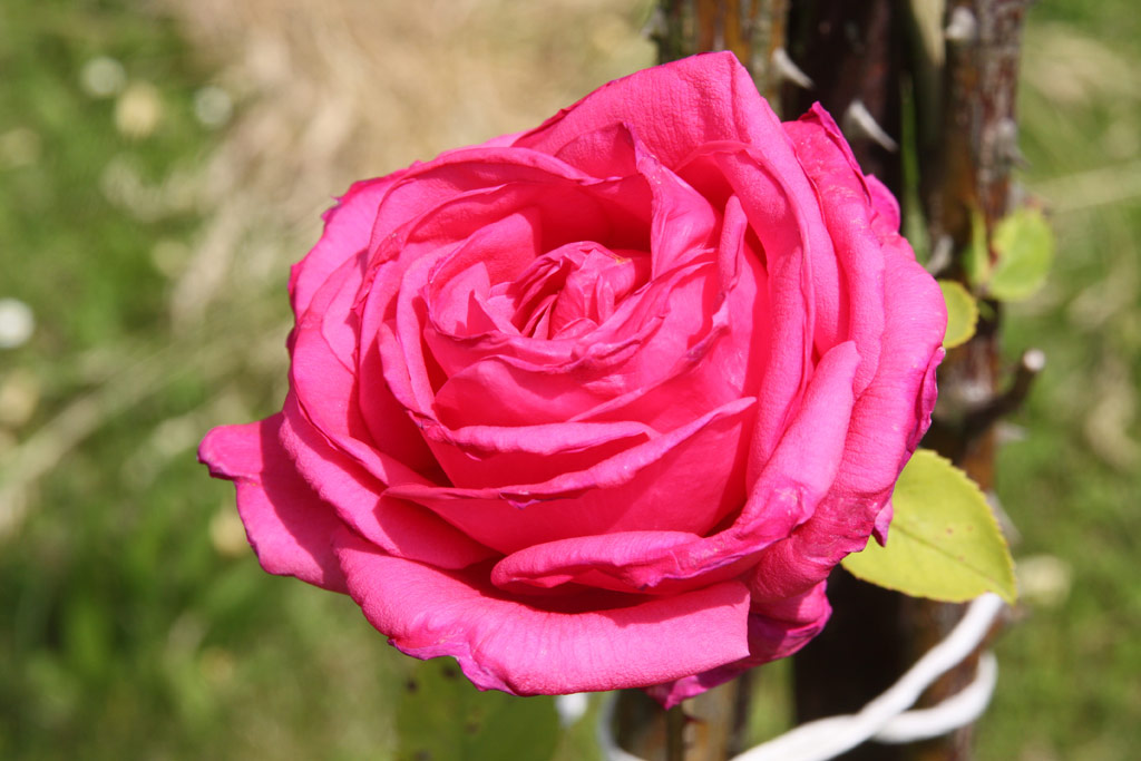 růže Gladiator (Melandrone)