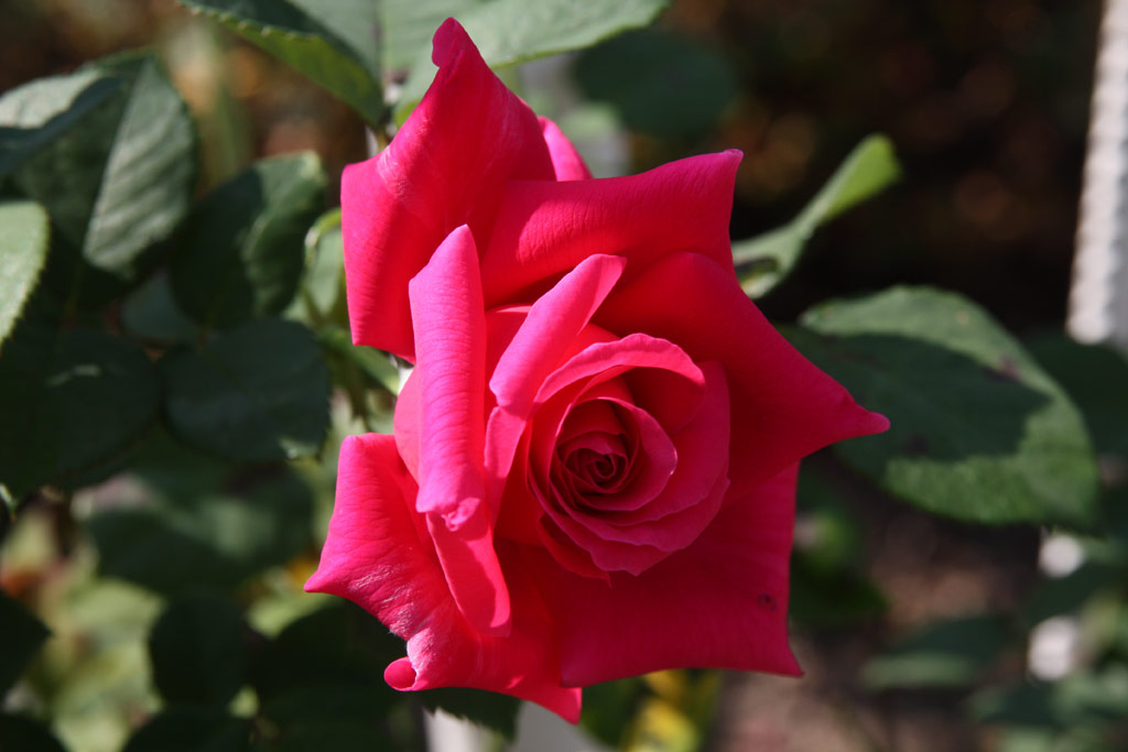 růže Gladiator (Melandrone)