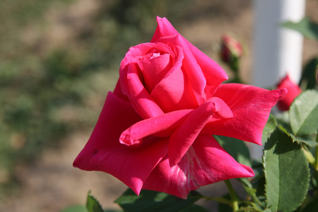 růže Gladiator (Melandrone)