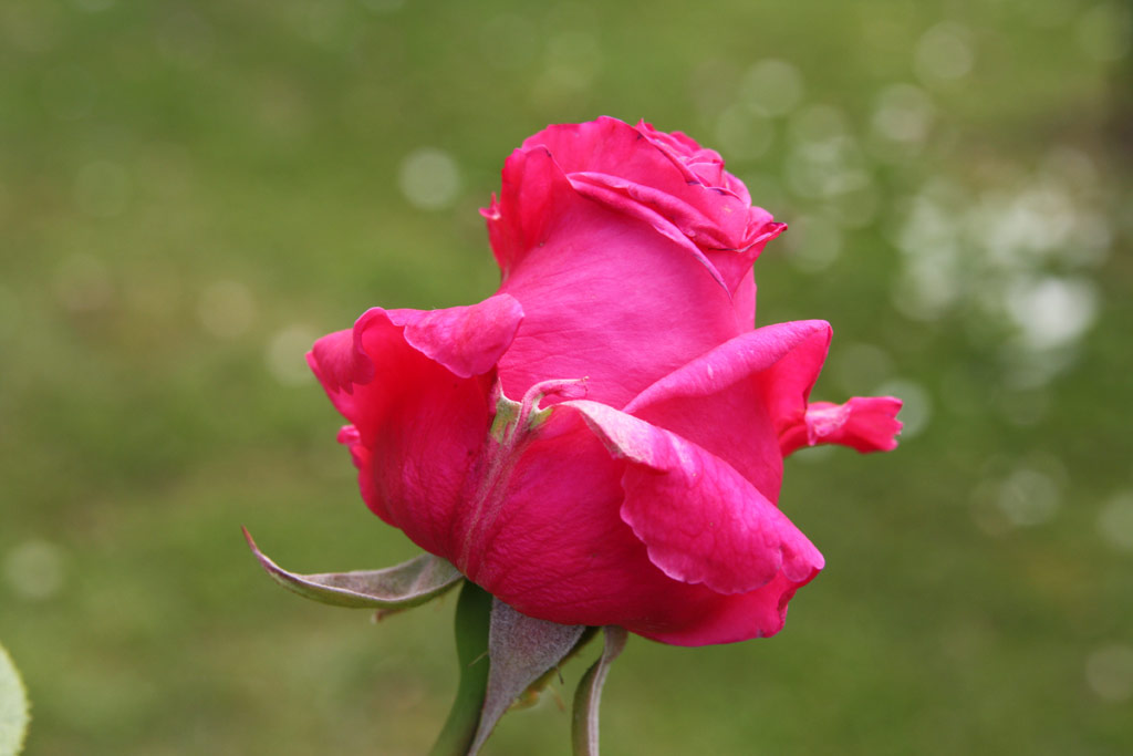 růže Gladiator (Melandrone)