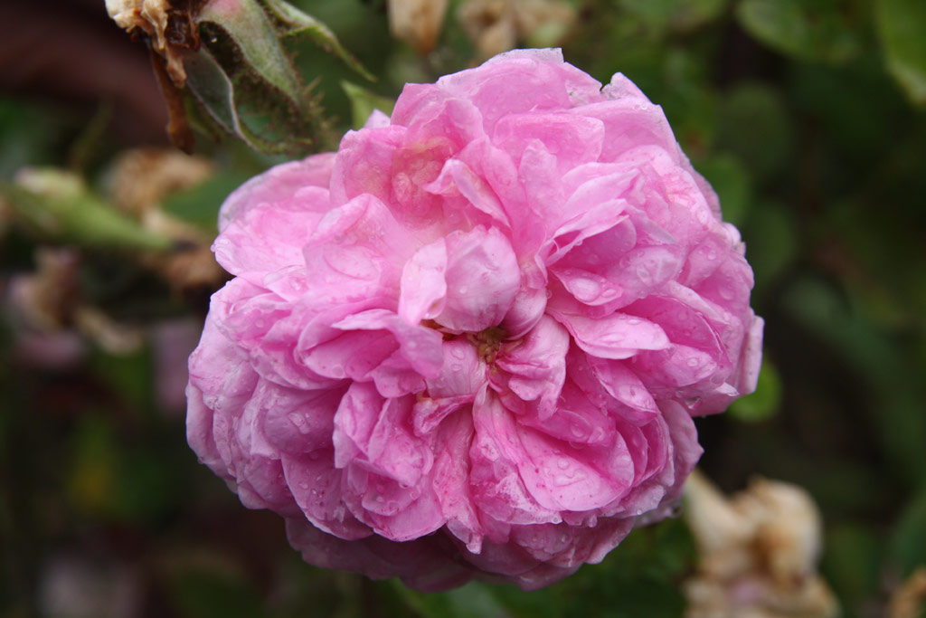 růže Gloire dOrient