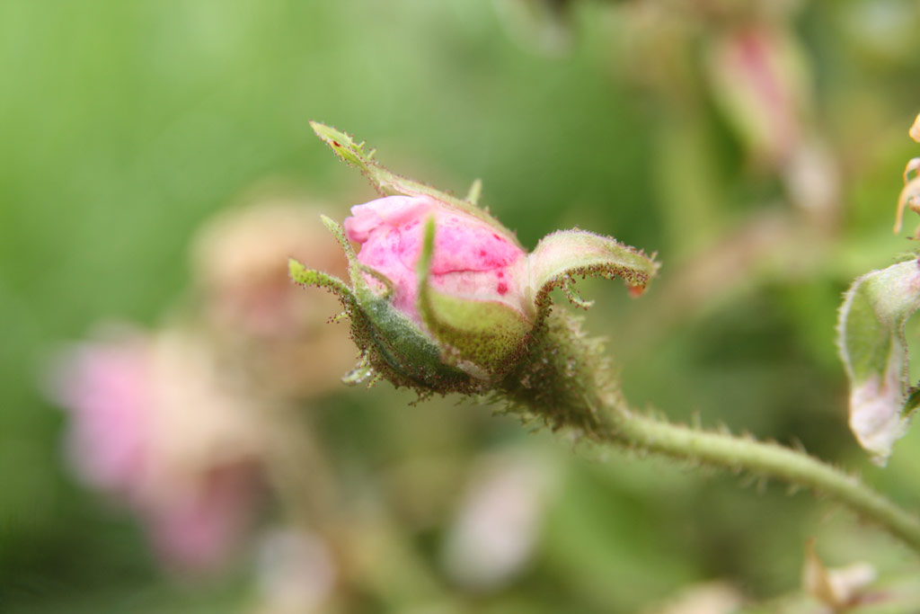 růže Gloire dOrient