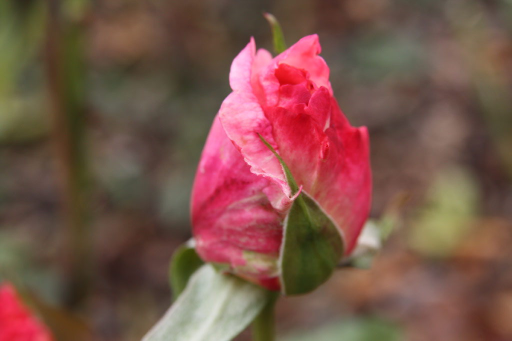 růže Gl�ckwunsch