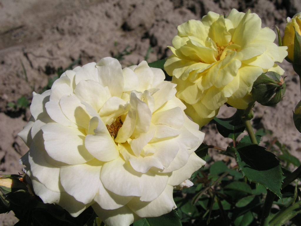 růže Golden Garnette