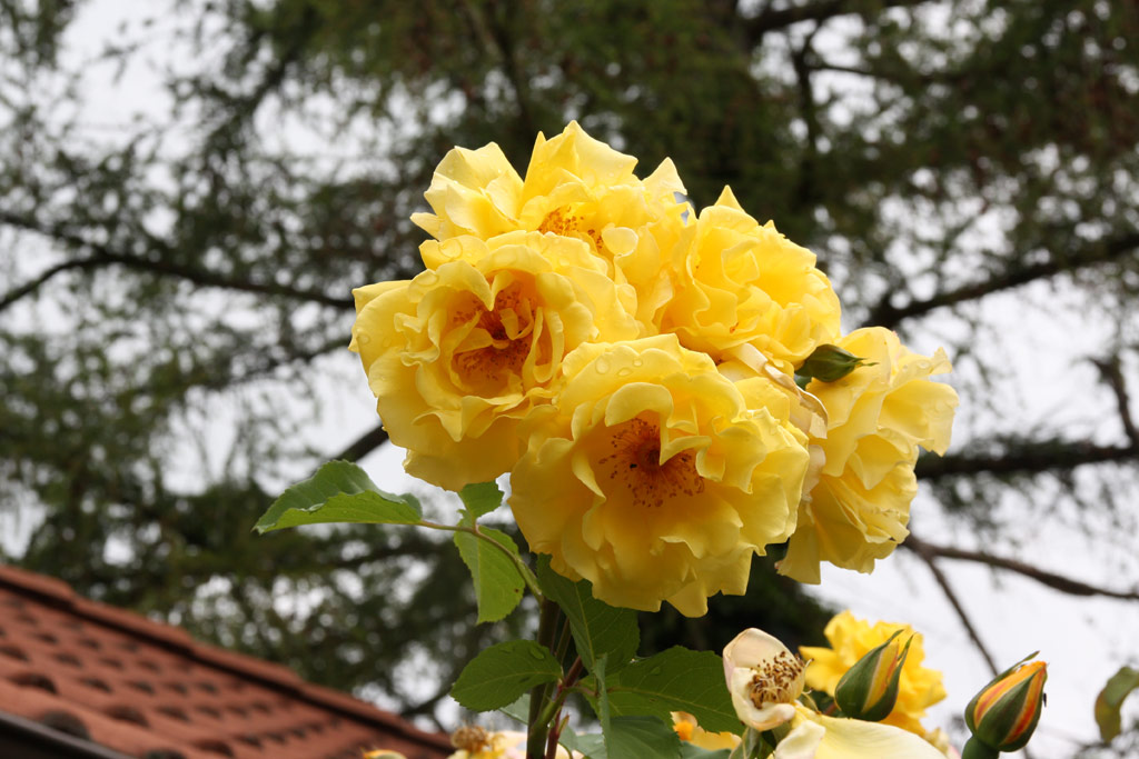 růže Golden Gate (Kordes)