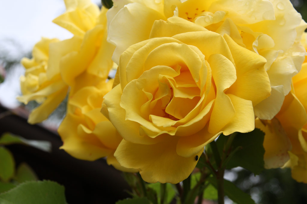 růže Golden Gate (Kordes)