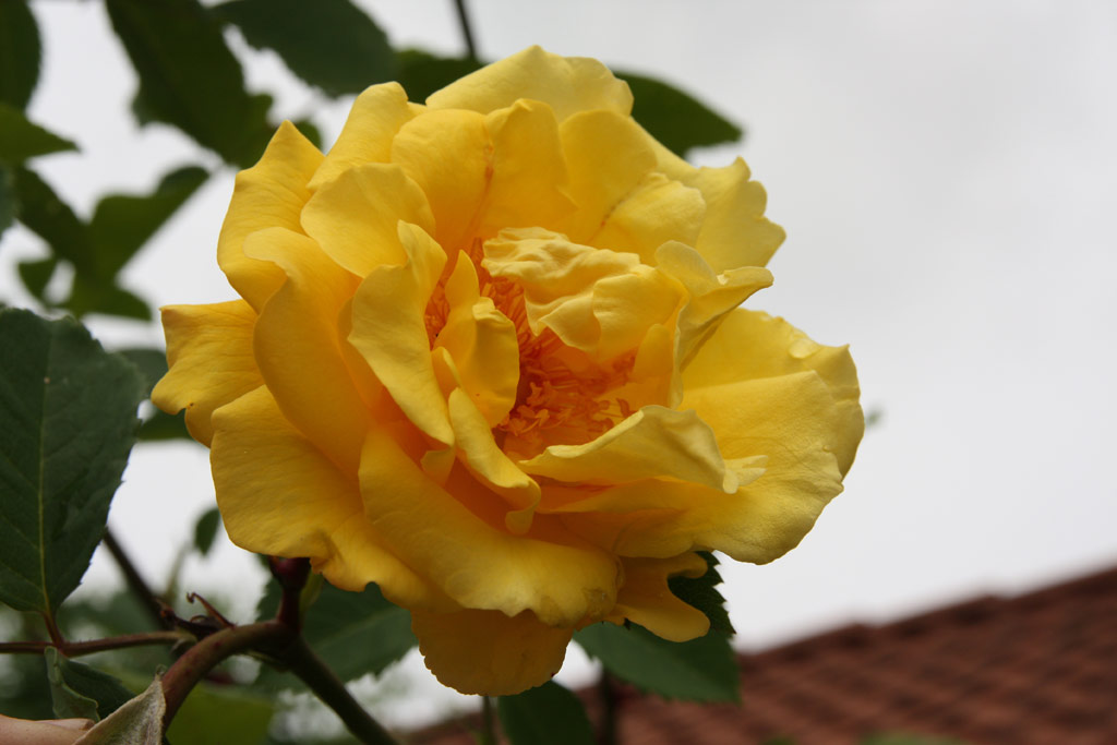 růže Golden Gate (Kordes)