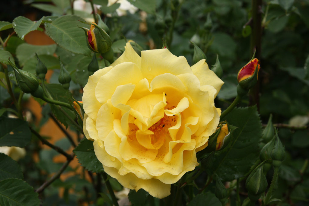 růže Golden Gate (Kordes)