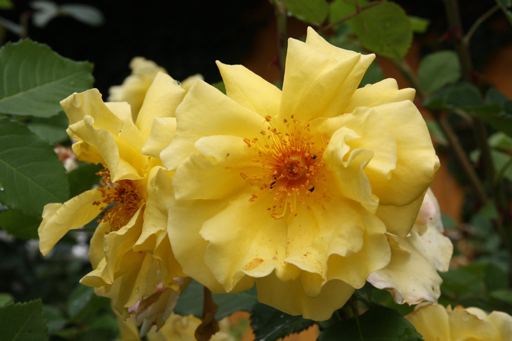 růže Golden Gate (Kordes)