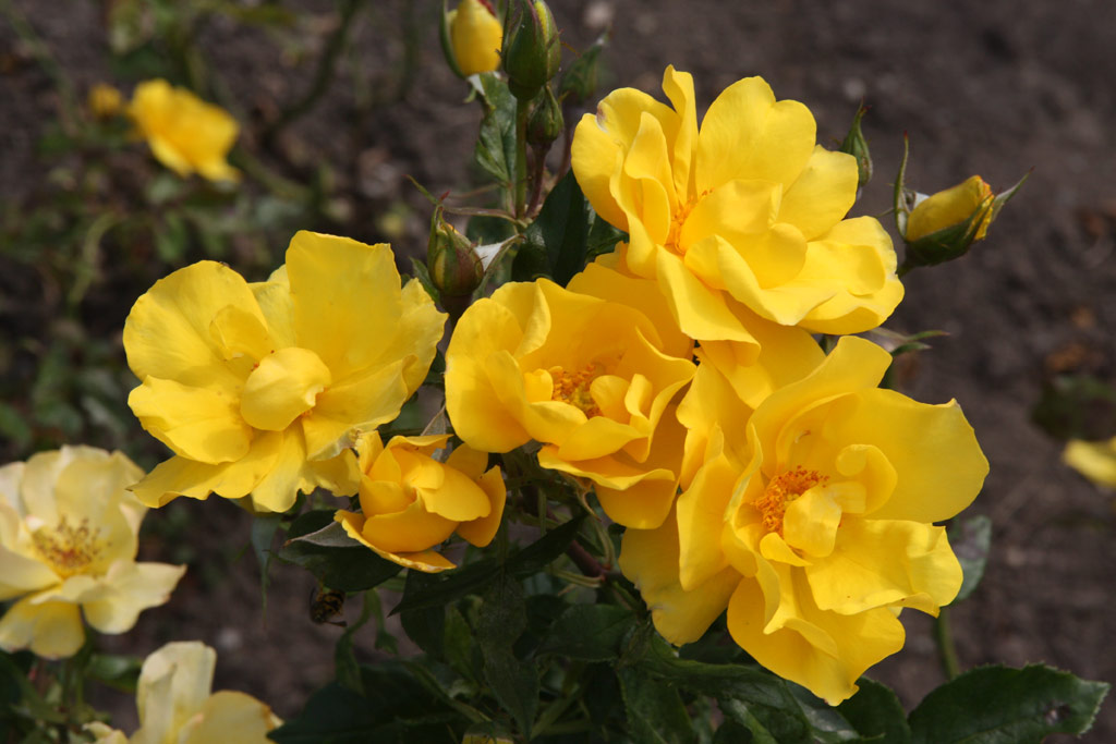 růže Golden Holstein