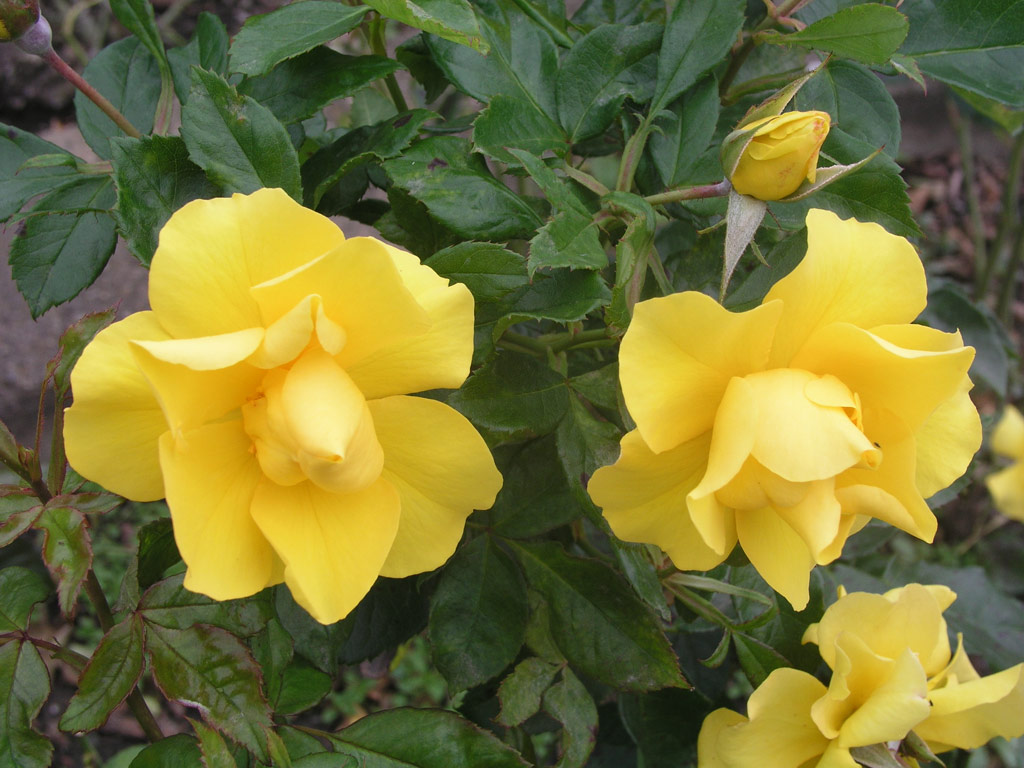 růže Golden Holstein