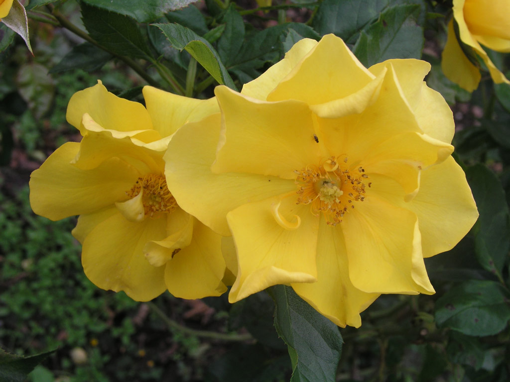 růže Golden Holstein