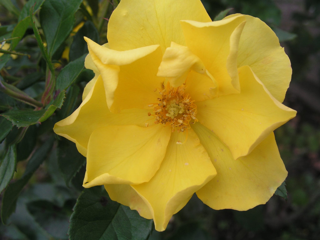 růže Golden Holstein