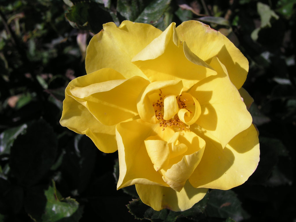 růže Golden Holstein