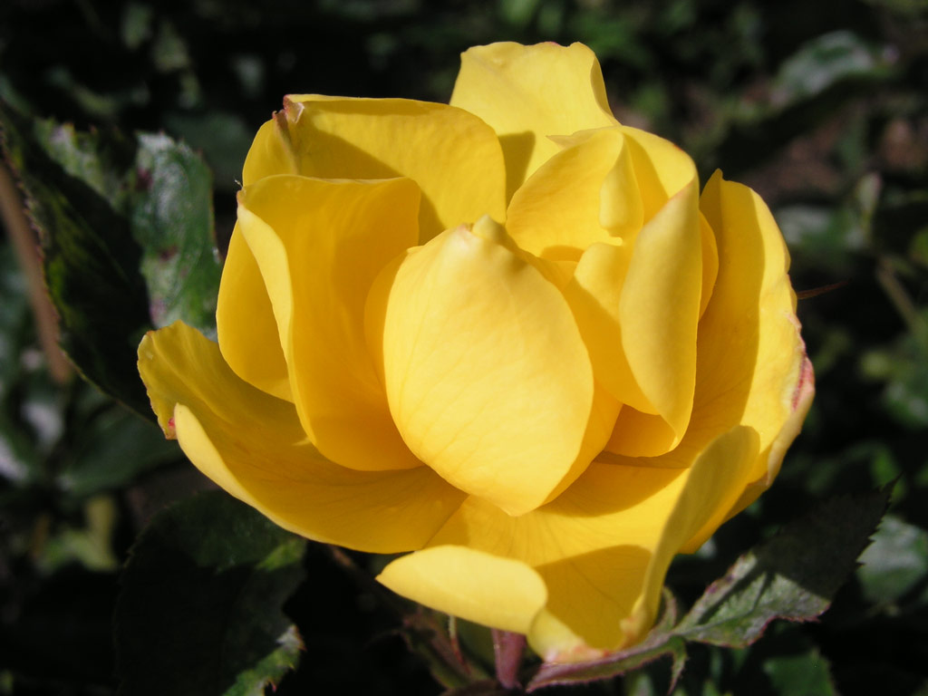 růže Golden Holstein