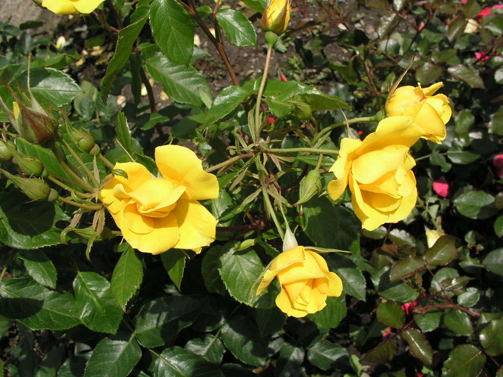 růže Golden Holstein