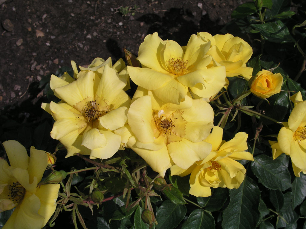 růže Golden Holstein