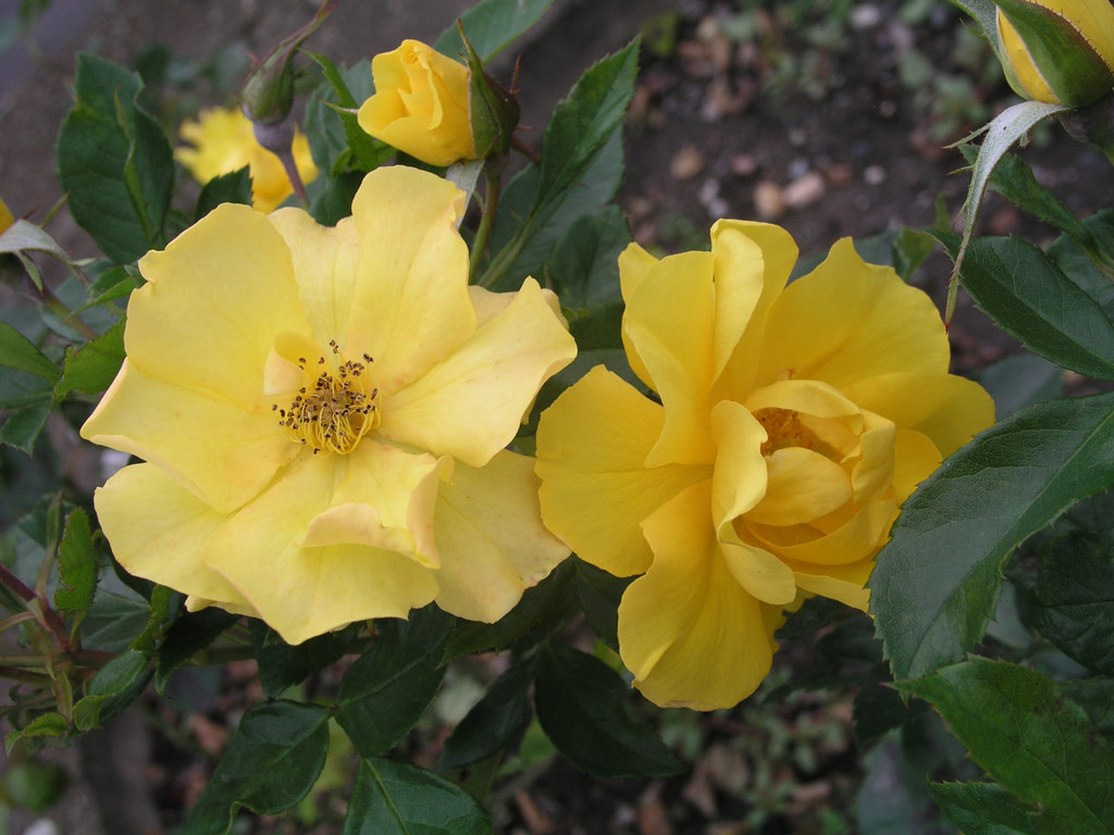 růže Golden Holstein