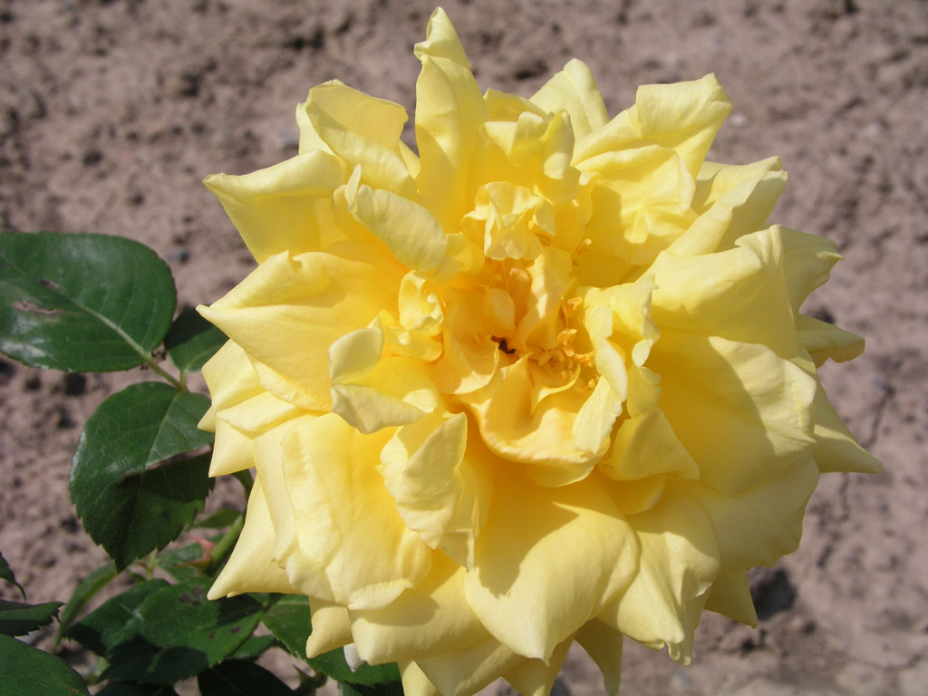 růže Golden Masterpiece