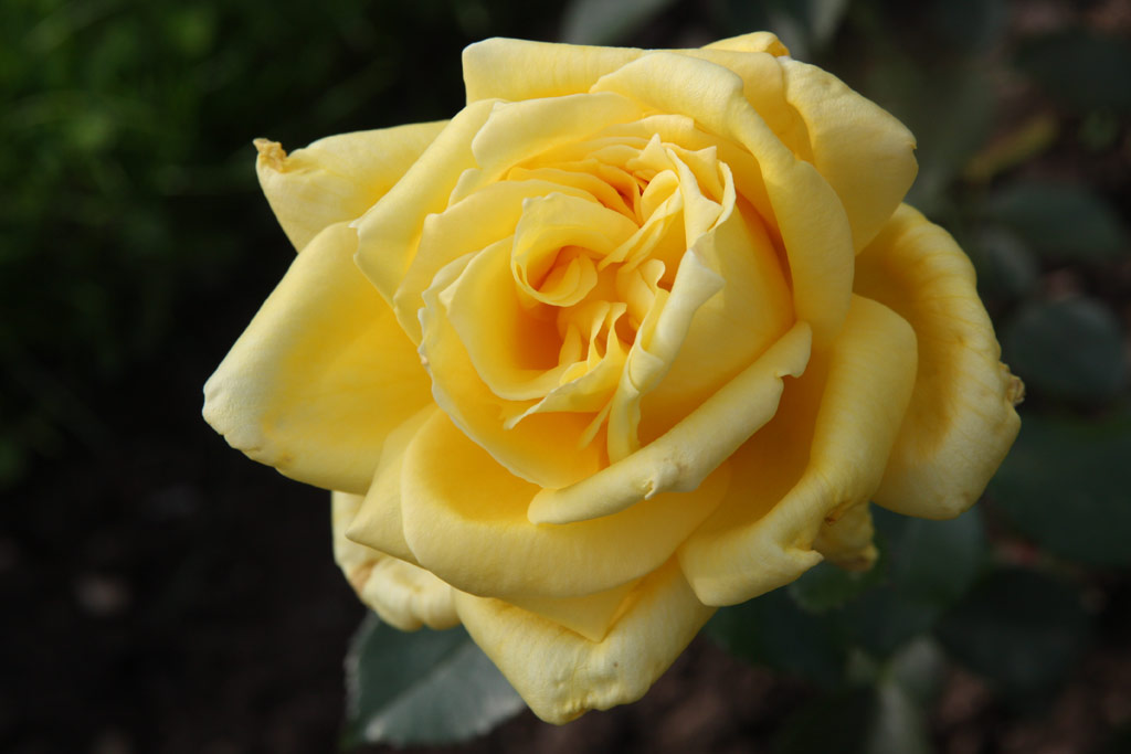 růže Golden Masterpiece