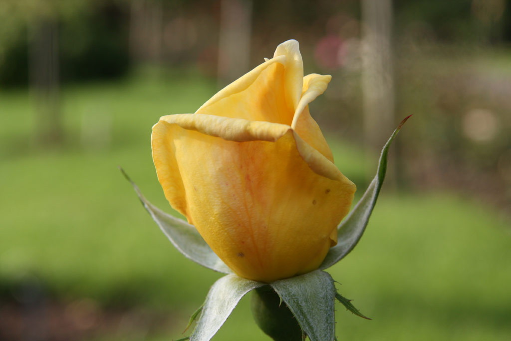 růže Golden Masterpiece