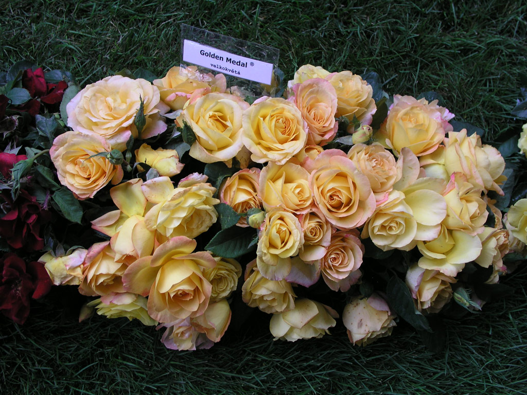 růže Golden Medal