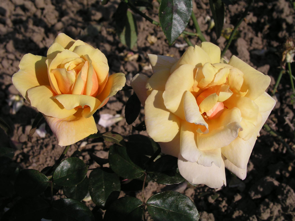 růže Golden Melody