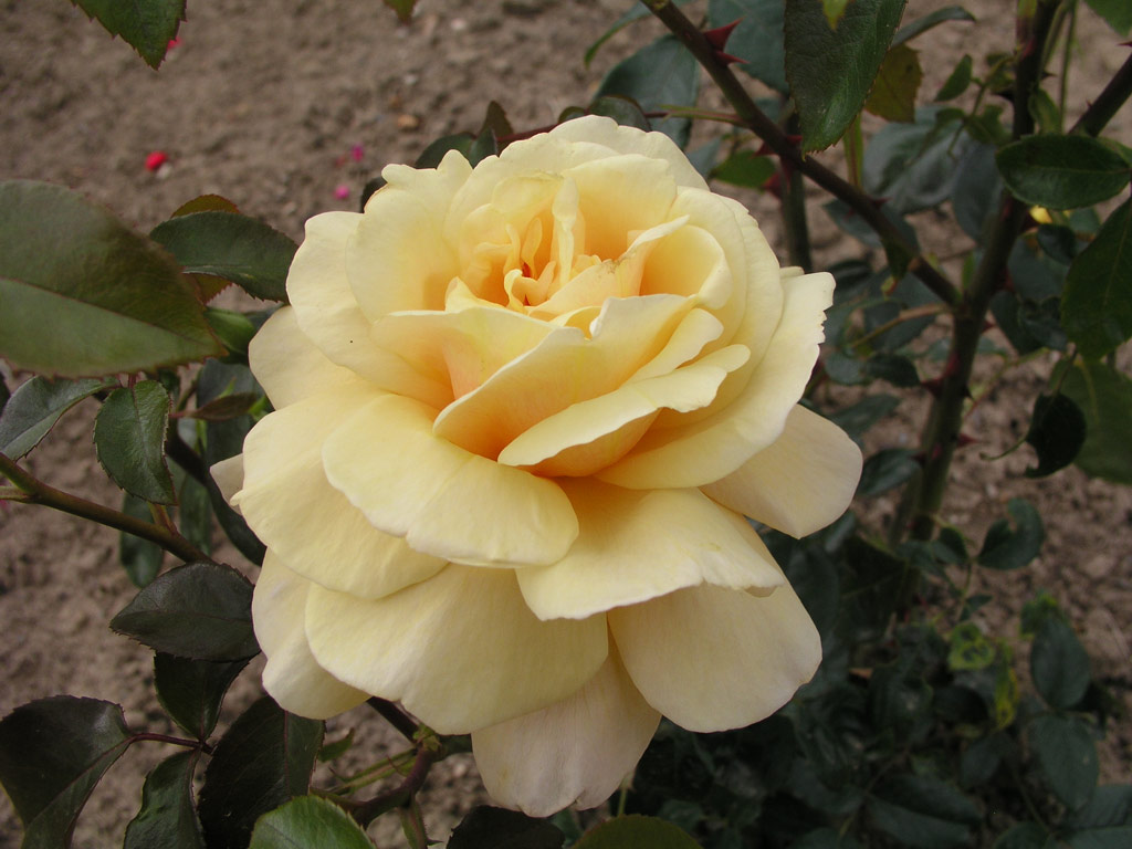 růže Golden Melody