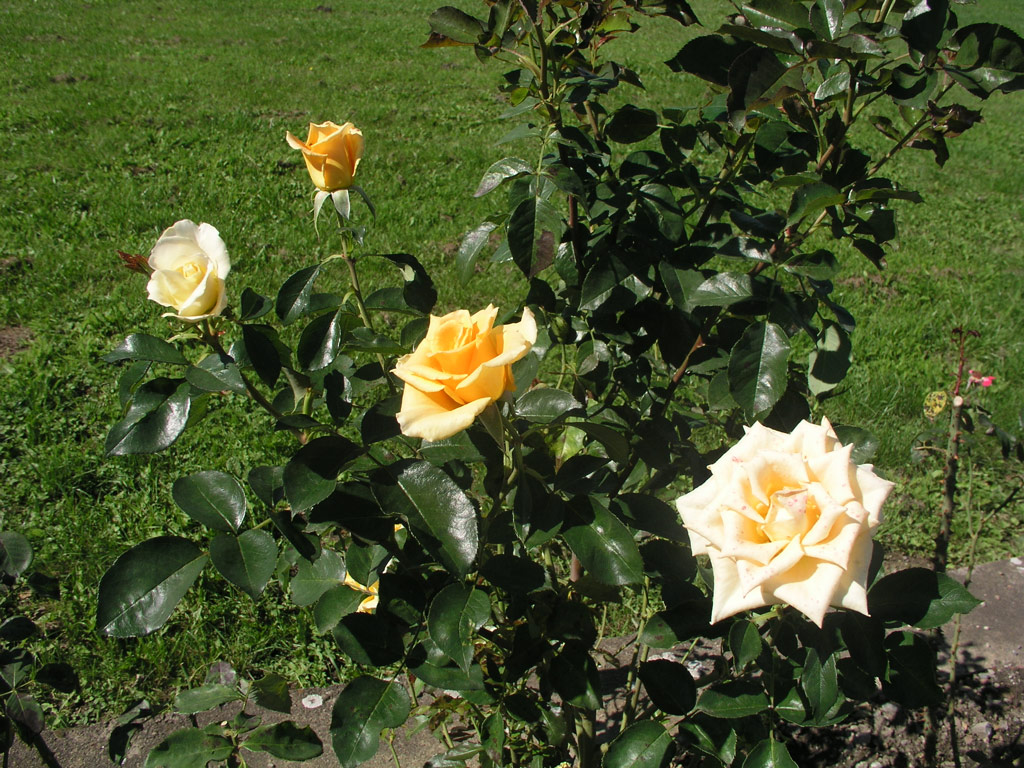 růže Golden Monica