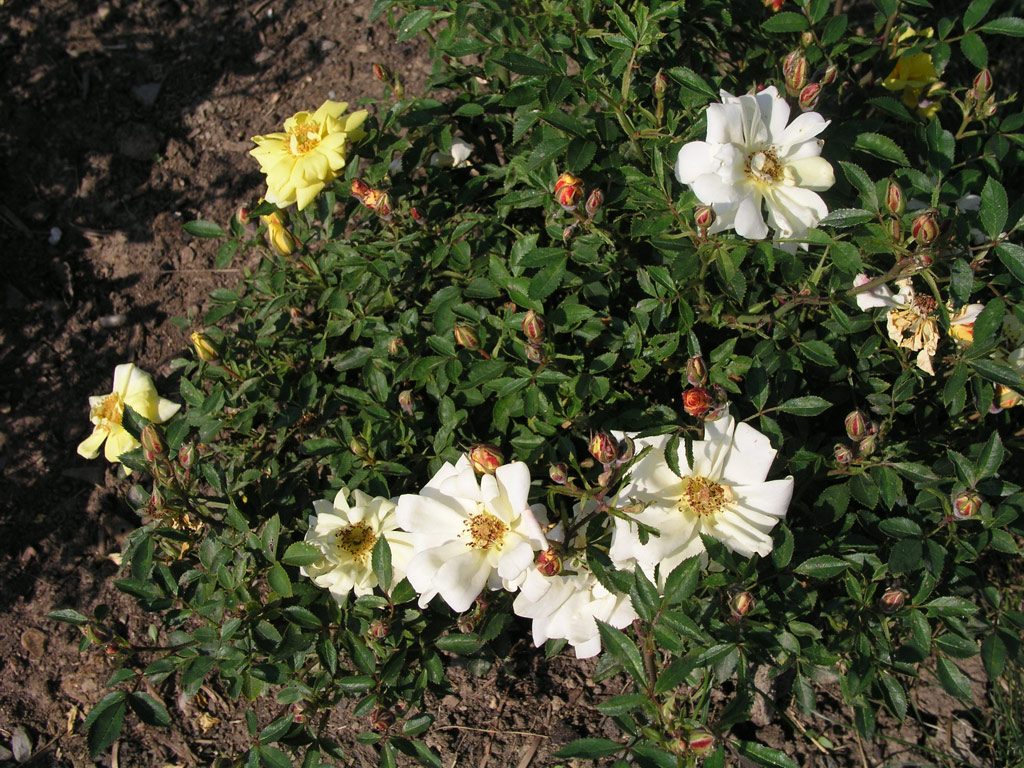 růže Golden Party (Chotobus)