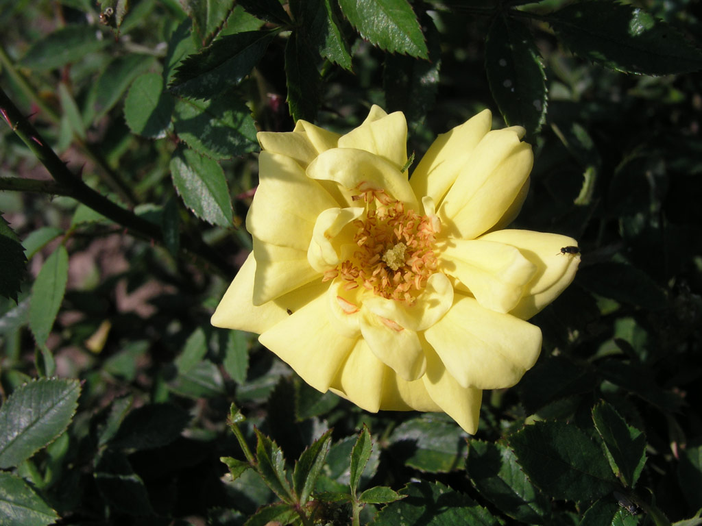 růže Golden Party (Chotobus)