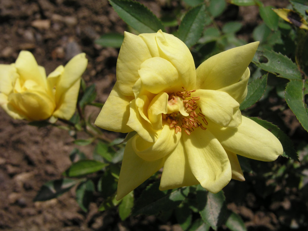 růže Golden Party (Chotobus)